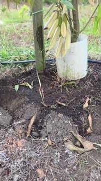 Humic Acid improve soil aeration and compaction