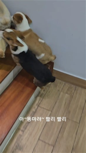 ​초비상!🚨아~ 똥마려! 빨리 빨리! 계단 오르기 무한 질주 🐾🏃💨​Urgent! "Oh, I need to go!Quick, quick!" Racing up the stairs!