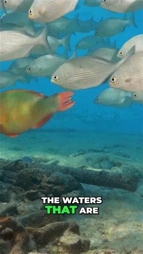 Florida Keys Dive: Lighthouse Reef & Turtle Encounters #shorts