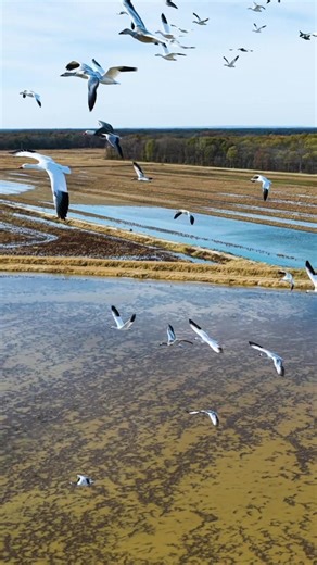 Snow Geese: Faster Flyers Than You Think