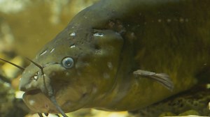 ARE YOU READY TO TOP THIS RECORD? – This fish story has several twists and turns. And the record setting catch made near Kansas City extends beyond the borders of the state. See for yourself in this video. -- Kipp@MDC | Missouri Dept. of Conservation