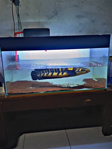 Exploring the Channa Blue Pulchra: Size and Features