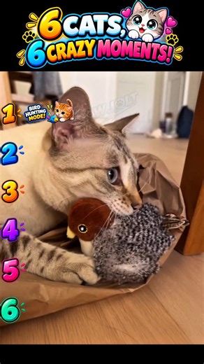 6 Cats, 6 Crazy Moments 😂🐱 |