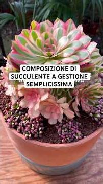 SUCCULENT COMPOSITION WITH VERY SIMPLE MANAGEMENT