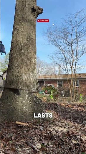 80 Years Standing, 60 Seconds Falling. The End of a Giant Oak.
