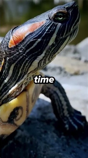 The wild truth about turtle shells!!🐢 #turtle #wildlife #naturefacts #animalfacts