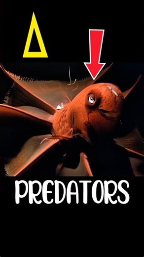 The Vampire of the Deep | Vampire Squid Facts #VampireSquid#DeepSea#OceanCreatures#AnimalFacts