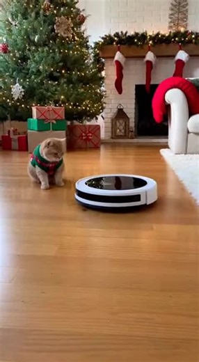 Boss Dog's New Car #curiousDog #robot #Dog #roomba #funnyDog hunting Dogvideo