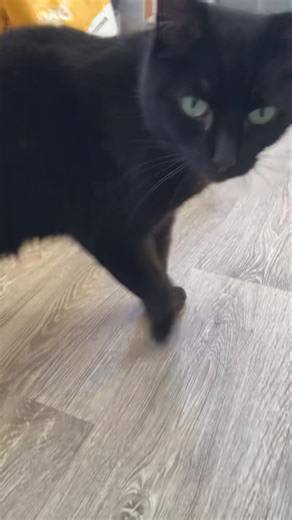 Jasmine 😻😻 | Bannister Hall Cattery