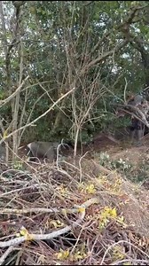 41K views · 383 reactions | J gumble rabbit control on Reels | Facebook