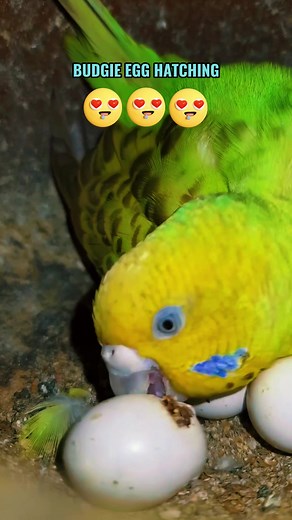 The whole budgie egg hatching process #egghatching #hatching #budgie #birdnest #budgielife