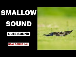 Real Swallow Sounds | High Quality | Cute Swallow Sound Experience! | 4K