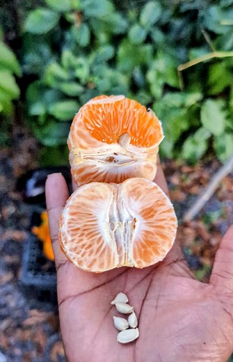 291K views · 11K reactions | Medicinal Fruit Seeds 101: Tangerine | The Weeds and Seeds Guy | Facebook