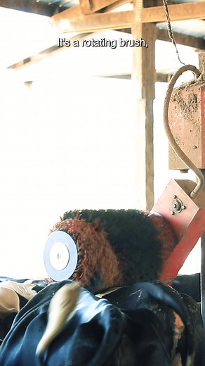 Meet Hank's Robot Back Scratcher at NDA Farm