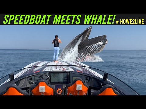 Speedboat meets whale - a Howe2Live episode - MTI 440X