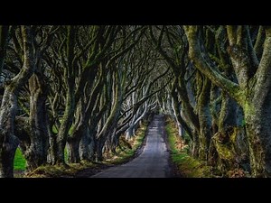 The Unveiling Forest: Dark Hedges😨 | the Mystery of Ireland's Hauntingly Beautiful Path #viral