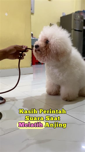 Sebelum memberikan Voice Signal!!?! #dogtraining #dogvideos #basicobedience #doglife