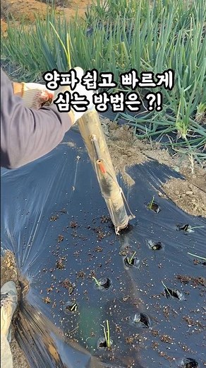 양파 쉽고 빠르게 심는 방법 입니다! #양파 #양파농사 #양파심기 #양파심는법 #농사 #시골