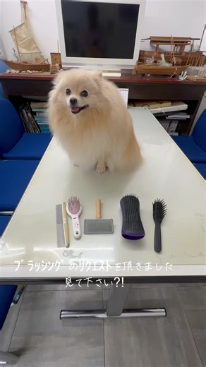 ポメラニアンのブラッシング方法