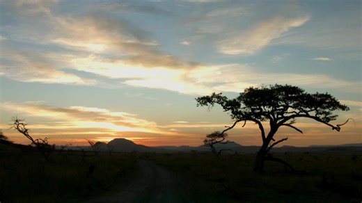 Roratau Bush Camp Dinokeng & Surrounding, Gauteng The Place Where The Lion Roars! Immerse yourself in the enchanting sounds of African wildlife at Roratau Tented Bush Camp, a luxurious safari-style camp situated in the Leeuwgedacht Conservancy area. Accommodation: Our camp offers 5 comfortably furnished permanent tents with electric fencing, each equipped with en-suite bathrooms and fully equipped self-catering kitchens. Camping - 5 spacious caravan/tent sites with basic amenities - Bosvark camp