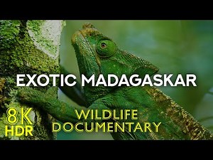 Exotic Animals of MADAGASCAR - Lemurs & Colorful Chameleons - Wildlife Documentary 8K HDR