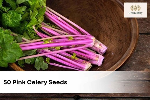 50 Pink Celery Seeds | Chinese Apium graveolens | Heirloom NON-GMO Vegetable Seeds | Unique Garden Variety