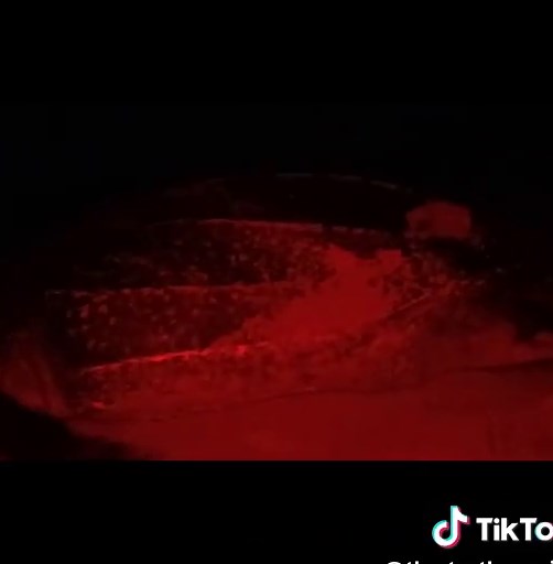 This is the Giant Leather Back Sea Turtle. She lays about 80-100 fertile eggs which then takes about 45-55 days to hatch. #sea #turtle #conservation #fy #fyp #guyana #viraltiktok #leatherbackseaturtle #viralvideo