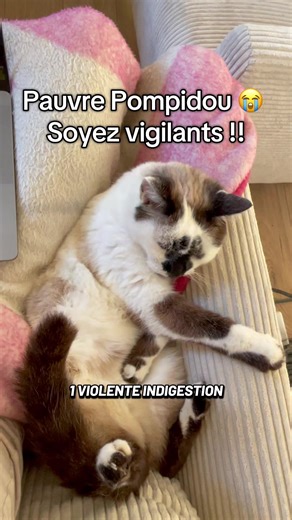 Faites attention à vos chats, ça arrive bien plus vite qu’on ne le pense. Les chats peuvent manger ou boire tout ce qui traîne, et les conséquences peuvent être dramatiques 😭 #cat #pompon #catsoftiktok