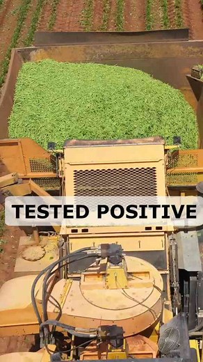 Contaminated BEANS #growsomefood #health #pesticides