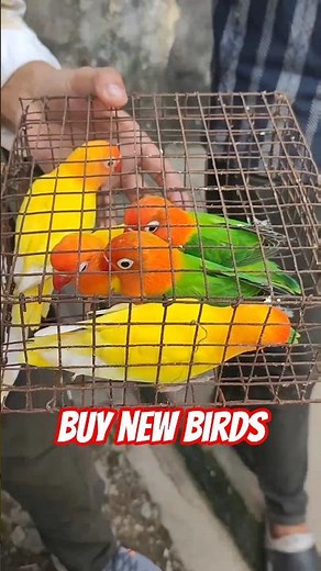 Buy Brand New Love Birds | Daily Vlogs with Pets #lovebirds #cockatiel #budgies #shorts #ytshorts