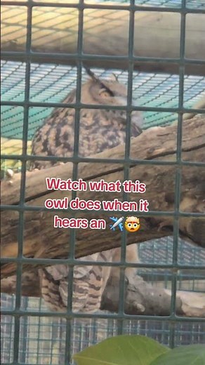Owl vs Airplane: The Ultimate Showdown