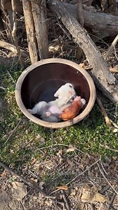 4.5K views · 109 reactions | Omg so absolutely adorable 殺 | Simple Living | Facebook