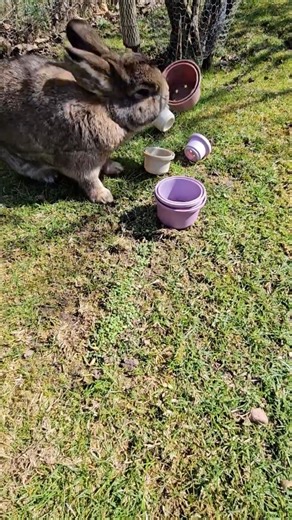 Smartest Bunny Revealed?! IQ Test Results 🧠🐰 #rabbit #bunny #kaninchen