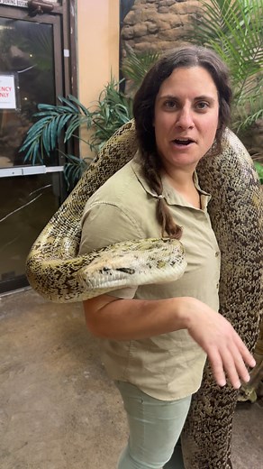 Taking My Giant Python out for A Stroll😳 . . . #beautiful #giant #python #wow #wildlife #fbreels #wild #animals #animallovers #AmaZing #video #cool #moment #facebookreels #reelsfb #big #girls | The Reptile Zoo