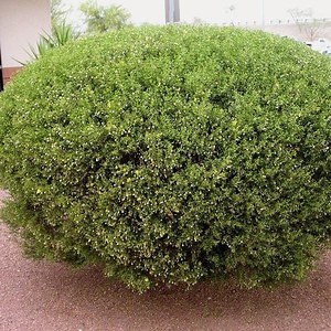 Hide_on_bush_LIVE - Twitch