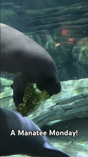 A Manatee Monday