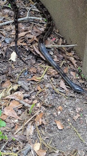 Eastern Rat Snake. #snake #reptile