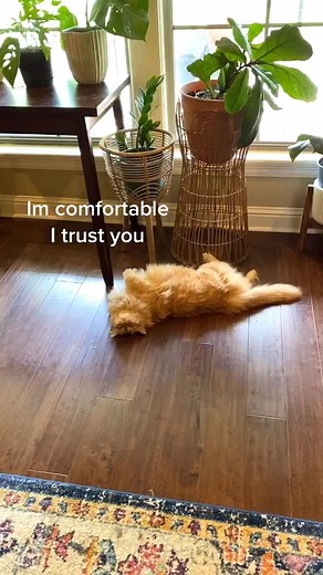 Decoding Your Cat's Body Language for Better Communication