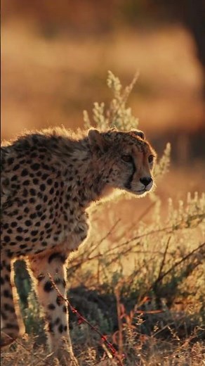 Cheetah Vs Leopard