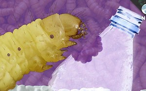 重磅！生物学家发现了吃塑料的毛毛虫！或将解决白色污染问题~@油兔不二字幕组