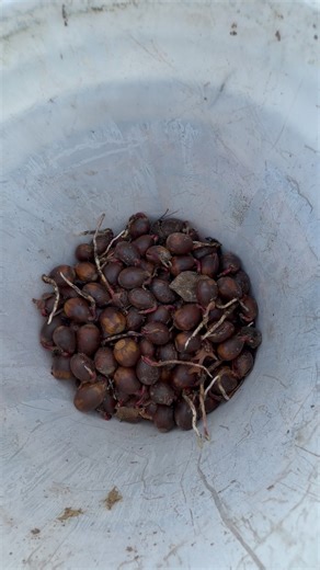 Harvesting Chestnut Oak 🌰 #chestnutoak #oaktree #acorn #acorntv #acorns #planting