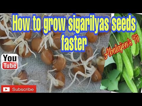 HOW TO GROW SIGARILYAS FASTER
