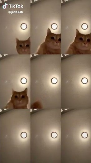 Tik Tok Mr. Sandman Cat