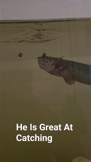 My Arapaima Is Great At Playing Catch!