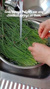 Harvesting and preserving chives.