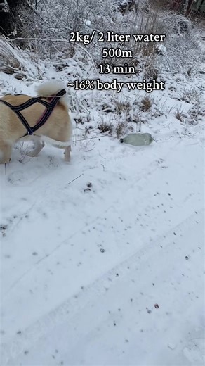 Starting easy🙂‍↕️ i know this isn’t the right gear, but it work. As you can see it attached on the sides and comfy on her legs #dogsoftiktokviraldogs #dogtrainingisfun #foxredlabrador #agilitydog #blowupmyaccount?