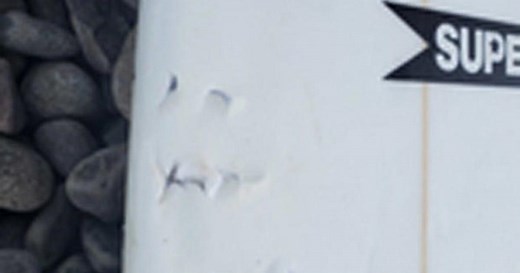 Shark populations decimated around the world