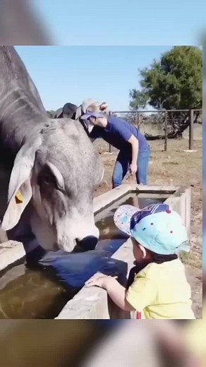 Loving animal #sweetanimal#sweet#curious#baby#shybaby#sweetbaby#aww#awww#awwwww#cute#cuteanimalsoftiktok#cuteanimals