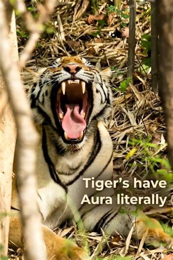 Tiger Roars Are More Powerful Than You Think