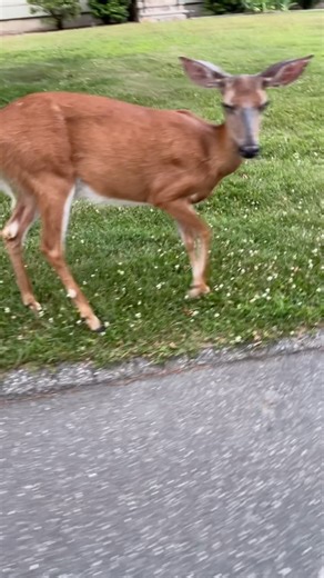 Shall we call him non-reactive? He absolutely knew there was an animal there because he smells everything along the way on his walks. But that sweet deer that was literally 1 foot away from us meant nothing to tiny little baby boy Georgie. He's headed home for dinner. | Piglet, the deaf blind pink puppy.